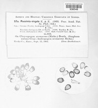 Puccinia virgata image